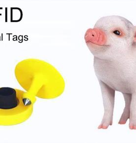 UHF RFID umiestni ID kartu na ošípané a sleduje ich život od narodenia až po zabitie