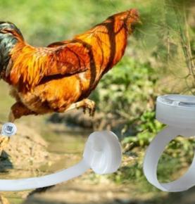 RFID členok na počítanie krokov kuraťa v behu, členok na počítanie krokov pri chôdzi kurčaťa, členok na počítanie krokov holubov RFID, členok na počítanie krokov RFID 2,4G